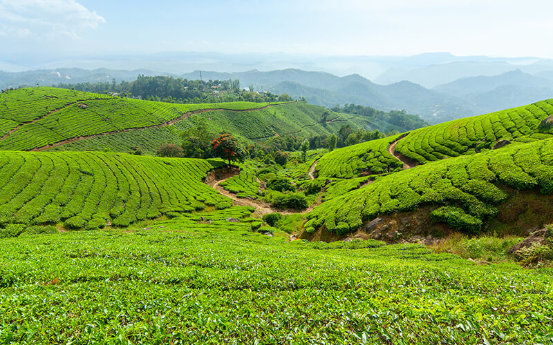 Munnar